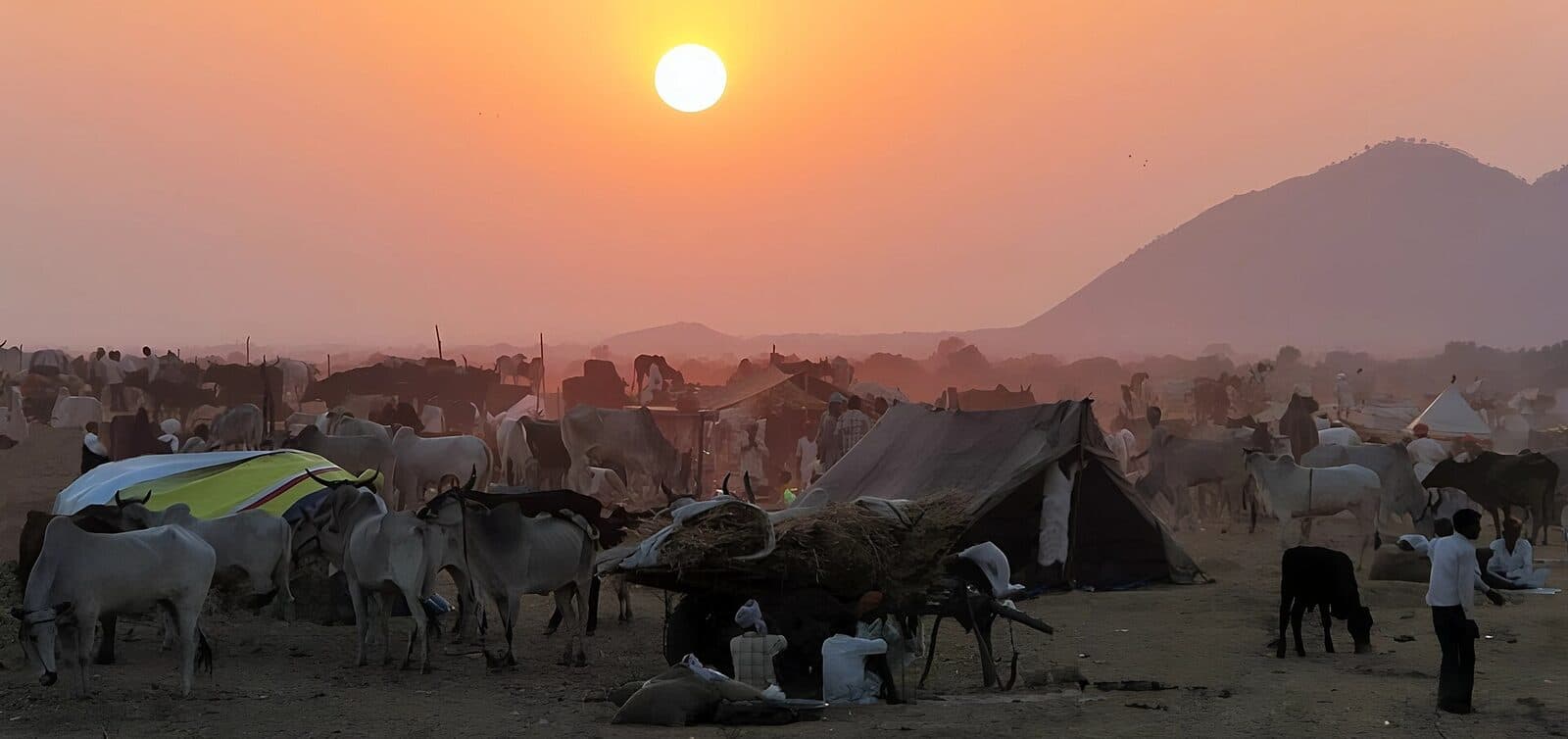 Pushkar Camel Fair, Pushkar