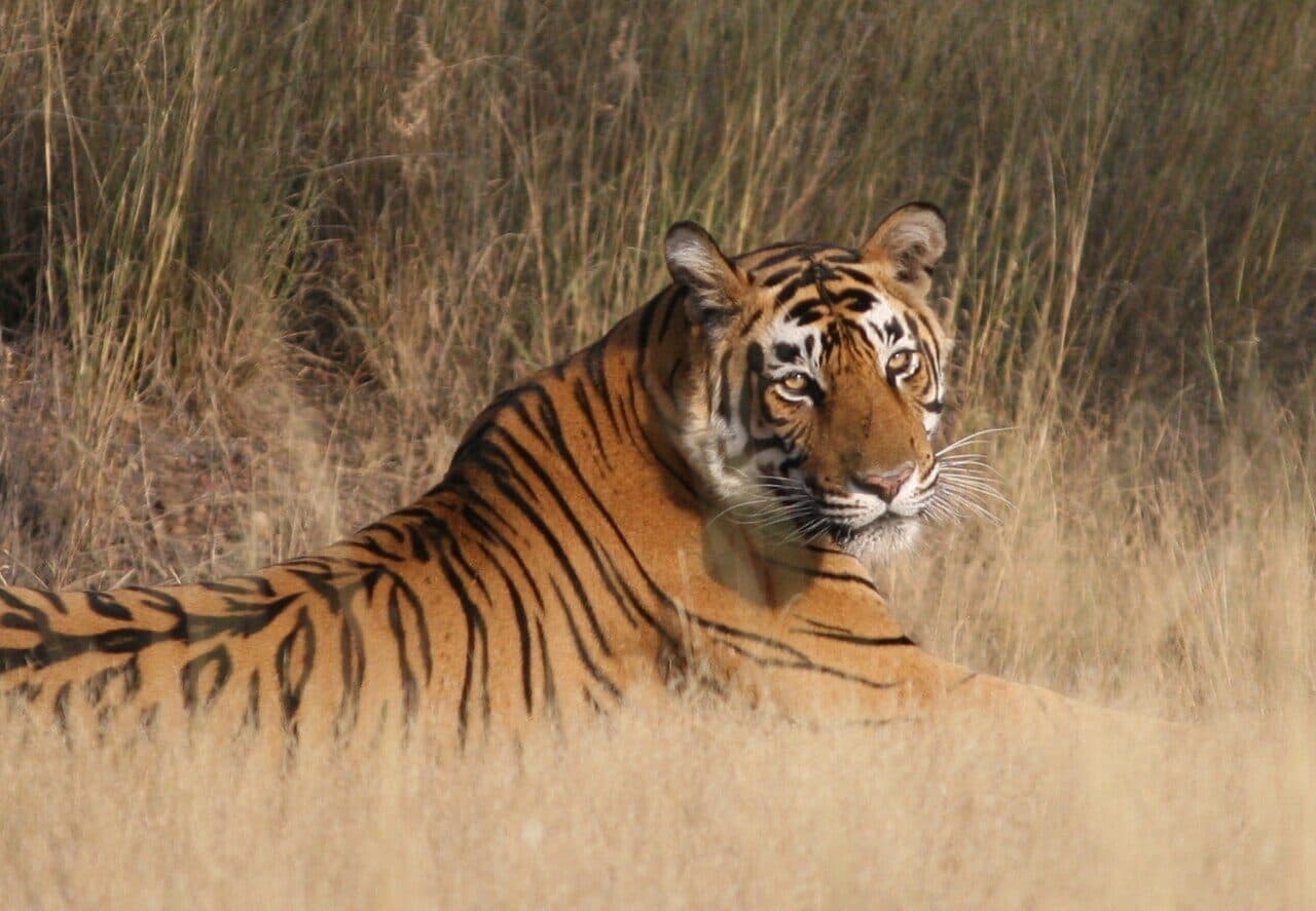 Ranthambore — Tiger Kingdom