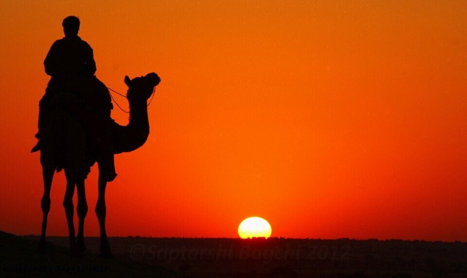 Camel silhouetted against a desert sunset near Jaisalmer