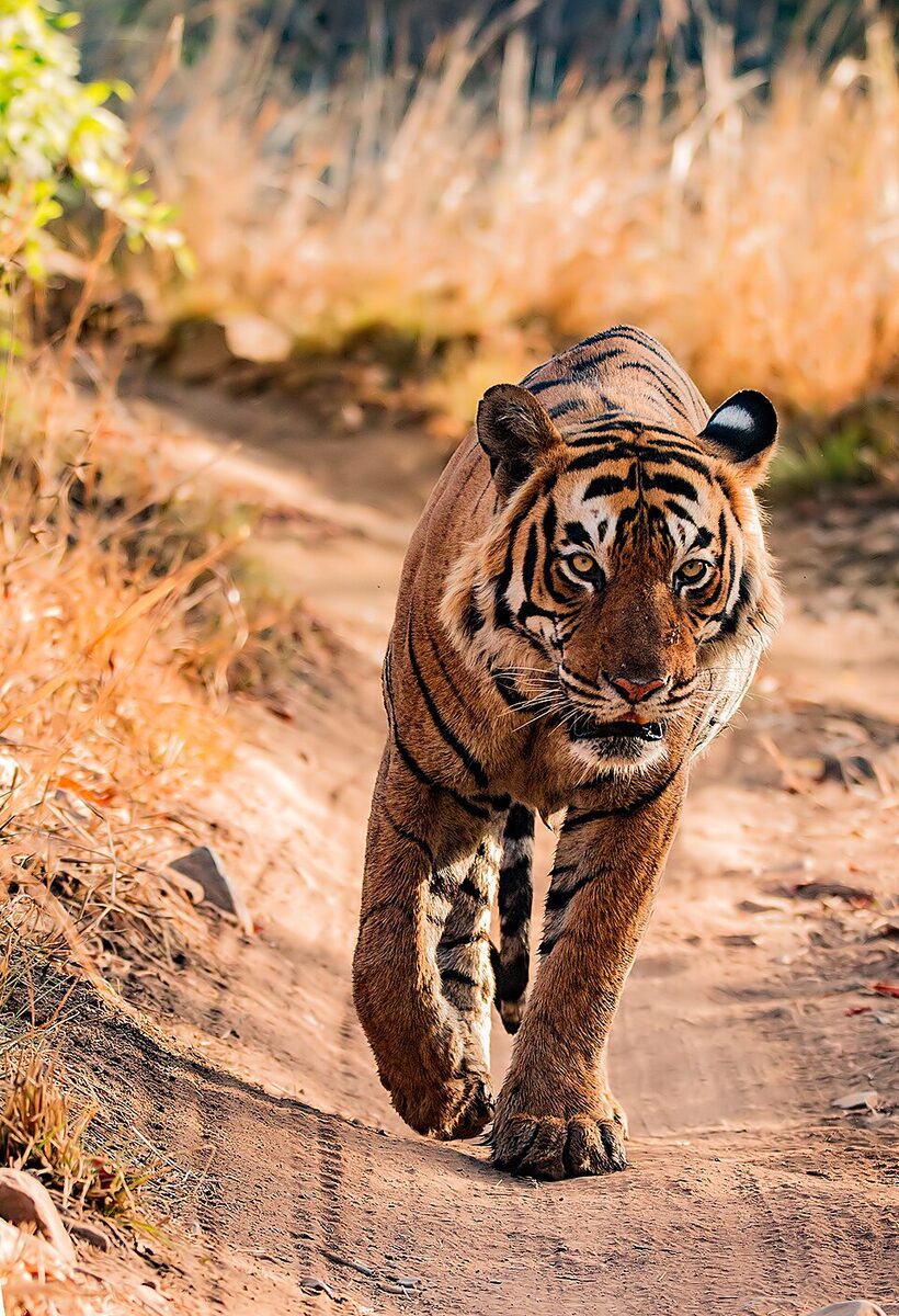 Tiger on a forest trail, Ranthambore